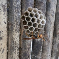 家に蜂の巣が出来てしまった！スズメバチ・アシナガバチの巣の駆除について。蜂に刺されたら？対策アリ。