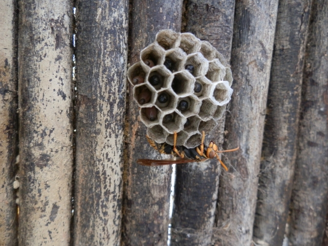 スズメバチ 巣 駆除,アシナガバチ 巣 駆除,家 蜂の巣,蜂に刺されたら？,蜂 種類,キイロスズメバチ,蜂 駆除,